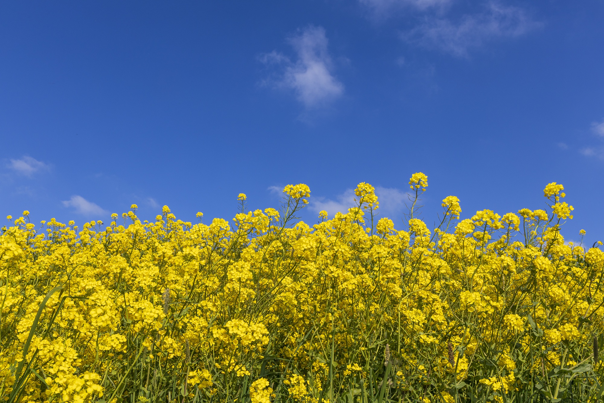 Pollen